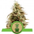 Royal Jack Auto - Royal Queen Seeds